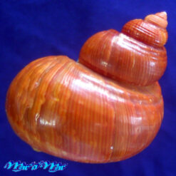 Alternative view of Turbo canaliculatus Hermann, 1781