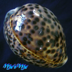 Cypraea tigris schilderiana C. N. Cate, 1961