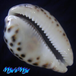 Alternative view of Cypraea tigris schilderiana C. N. Cate, 1961