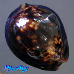 Mauritia mauritiana (Linnaeus C., 1758)