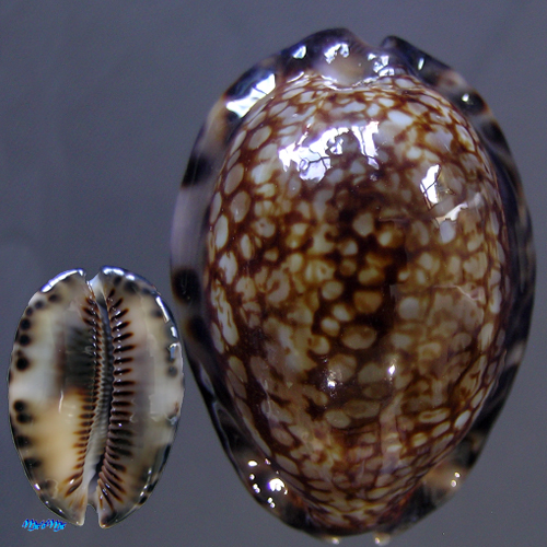 Cypraea (Mauritia) maculifera F. A. Schilder, 1932