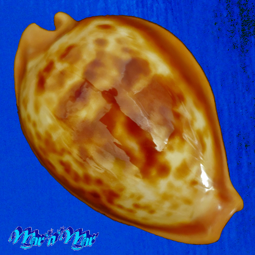 Cypraea (Propustularia) surinamensis ( Perry, 1811)