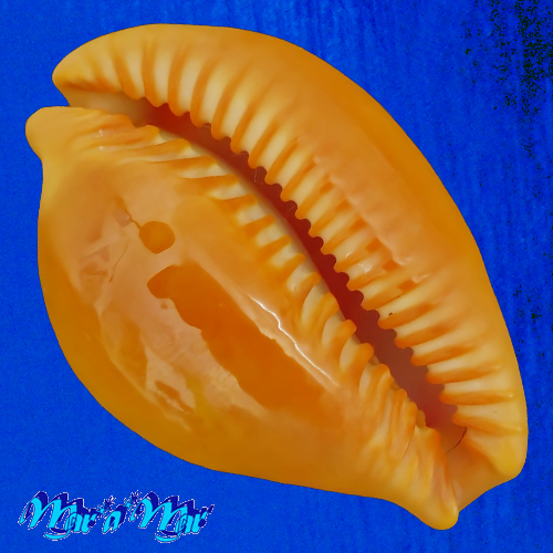 Cypraea (Propustularia) surinamensis ( Perry, 1811) - Imagem 2