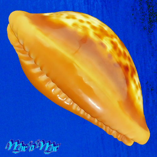 Cypraea (Propustularia) surinamensis ( Perry, 1811) - Imagem 3