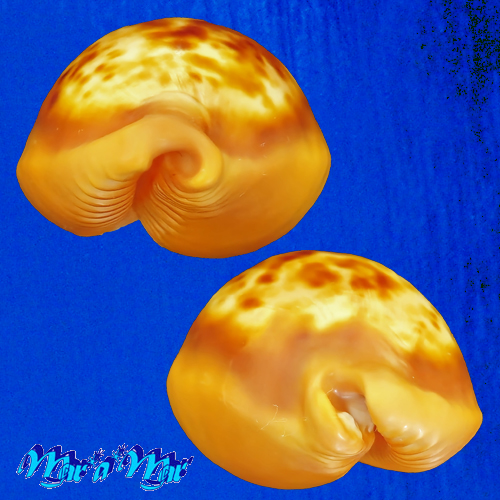 Cypraea (Propustularia) surinamensis ( Perry, 1811) - Imagem 4