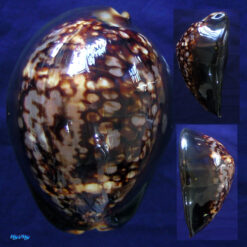 Mauritia mauritiana (Linnaeus C., 1758)