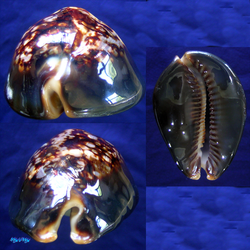 Mauritia mauritiana (Linnaeus C., 1758) - Image 2