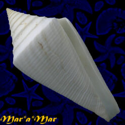 Conus coltrorum Petuch & Myers, 2014