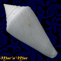 Alternative view of Conus coltrorum Petuch & Myers, 2014