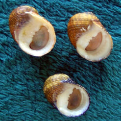 Alternative view of Nerita fulgurans Gmelin, 1791