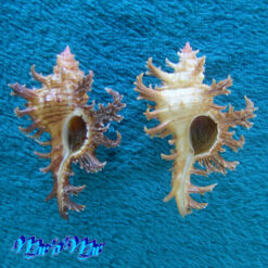 Chicoreus spectrum (Reeve, 1846)