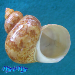 Turbo canaliculatus Hermann, 1781