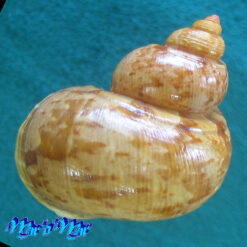 Alternative view of Turbo canaliculatus Hermann, 1781