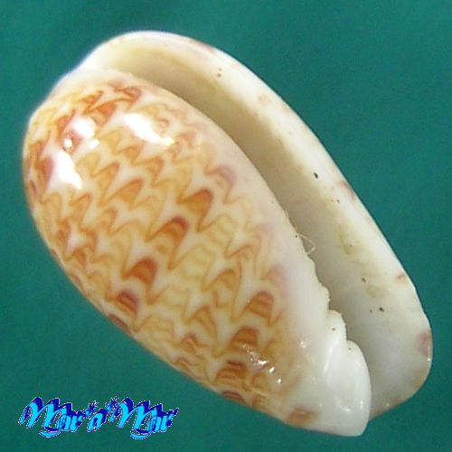 Gibberula moscatelli Boyer, 2004