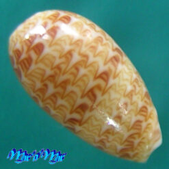 Alternative view of Gibberula moscatelli Boyer, 2004