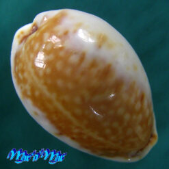 Cypraea acicularis marcuscoltroi (Petuch, 2015)