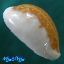 Alternative view of Cypraea acicularis marcuscoltroi (Petuch, 2015)