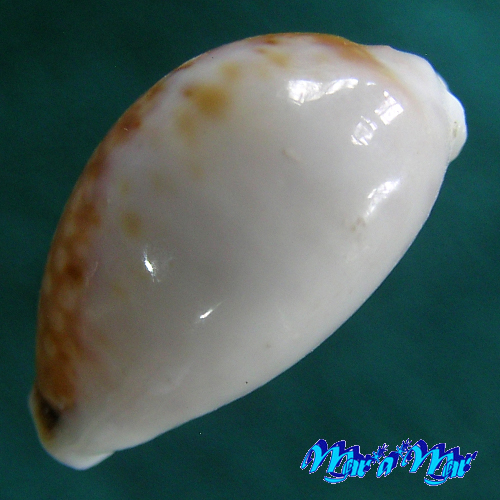 Cypraea acicularis marcuscoltroi (Petuch, 2015) - Image 3