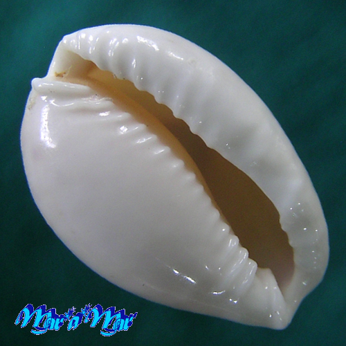 Cypraea acicularis marcuscoltroi (Petuch, 2015) - Image 4