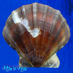 Flexopecten glaber proteus Dillwin, 1817