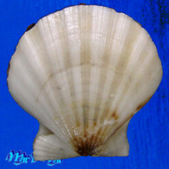 Alternative view of Flexopecten glaber proteus Dillwin, 1817