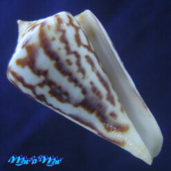 Conus clerii Reeve, 1844