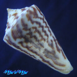 Alternative view of Conus clerii Reeve, 1844