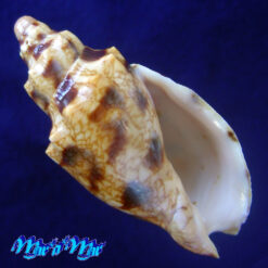 Odontocymbiola americana (Reeve, 1846)