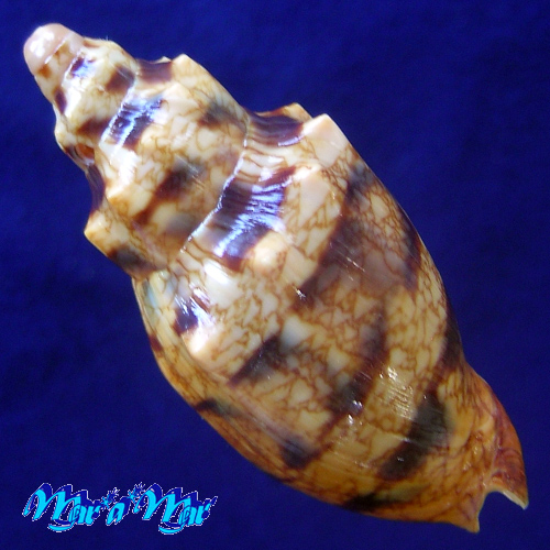 Odontocymbiola americana (Reeve, 1846) - Imagem 2