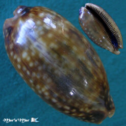 Macrocypraea zebra Linnaeus, 1758