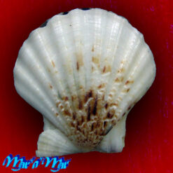 Alternative view of Flexopecten glaber (Dillwin, 1818)