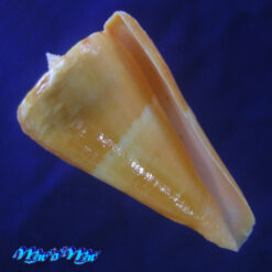 Conus riosi Petuch, 1986