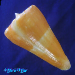 Alternative view of Conus riosi Petuch, 1986