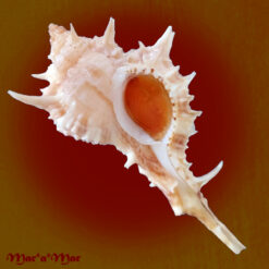 Siratus carolynae (Vokes, 1990)