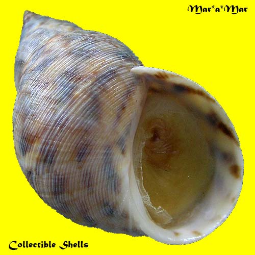 Littorina angulifera (Lamarck, 1822)