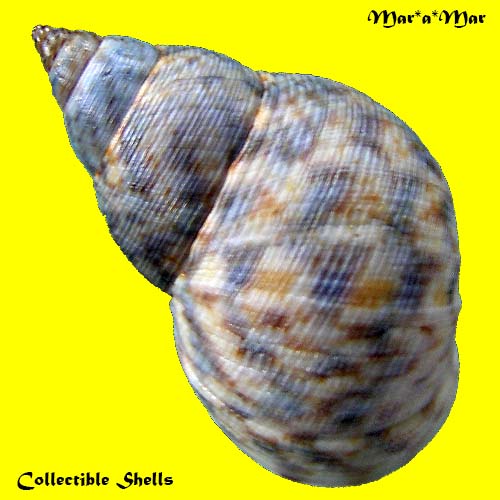 Littorina angulifera (Lamarck, 1822) - Imagem 2