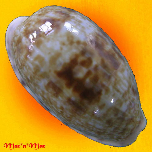 Cypraea teres (Gmelin, 1791)