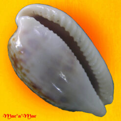 Alternative view of Cypraea teres (Gmelin, 1791)