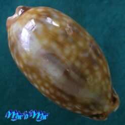 Macrocypraea zebra Linnaeus, 1758