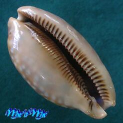 Alternative view of Macrocypraea zebra Linnaeus, 1758