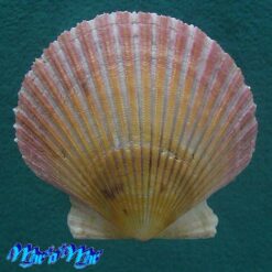 Argopecten purpuratus (Lamarck, 1819)