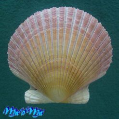 Alternative view of Argopecten purpuratus (Lamarck, 1819)