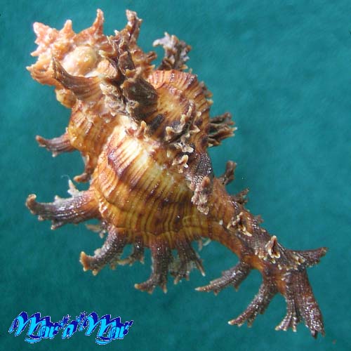 Chicoreus spectrum (Reeve, 1846) - Imagem 2