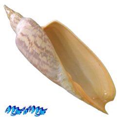 Zidona dufresnii (Donovan, 1823)