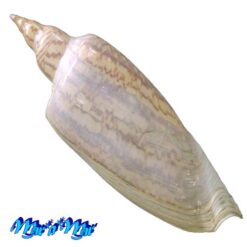 Alternative view of Zidona dufresnii (Donovan, 1823)