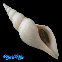 Fusivoluta cf. clarkei Rherer, 1969