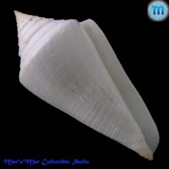 Conus coltrorum Petuch & Myers, 2014