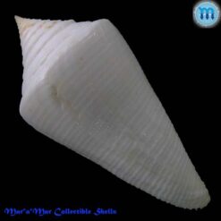 Alternative view of Conus coltrorum Petuch & Myers, 2014