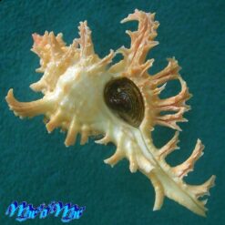 Chicoreus spectrum (Reeve, 1846)