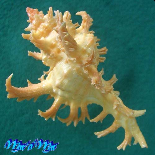 Chicoreus spectrum (Reeve, 1846) - Imagem 3